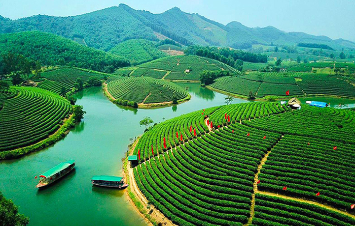 Trà giúp người bệnh tim khỏe hơn